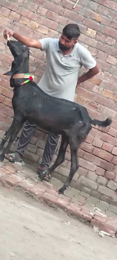 betal phat for sale confram gaban phat