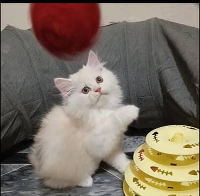Persian kitten /punch face /triple coat /female male  cat