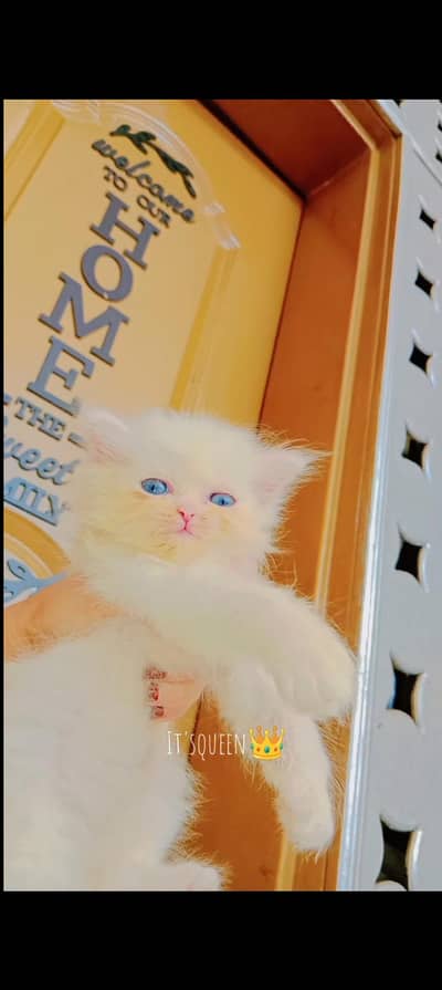 Persian triple coated fluffy female full active healthy