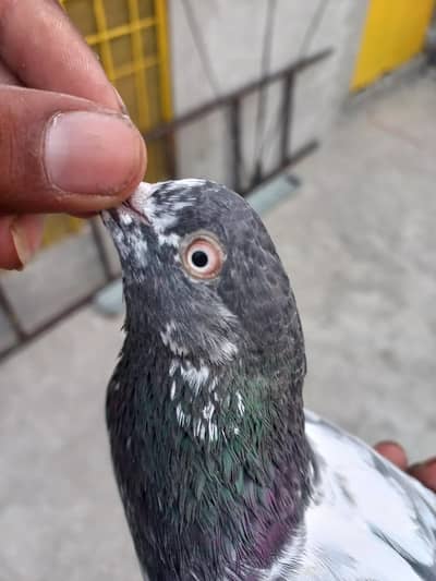 selling pigeons