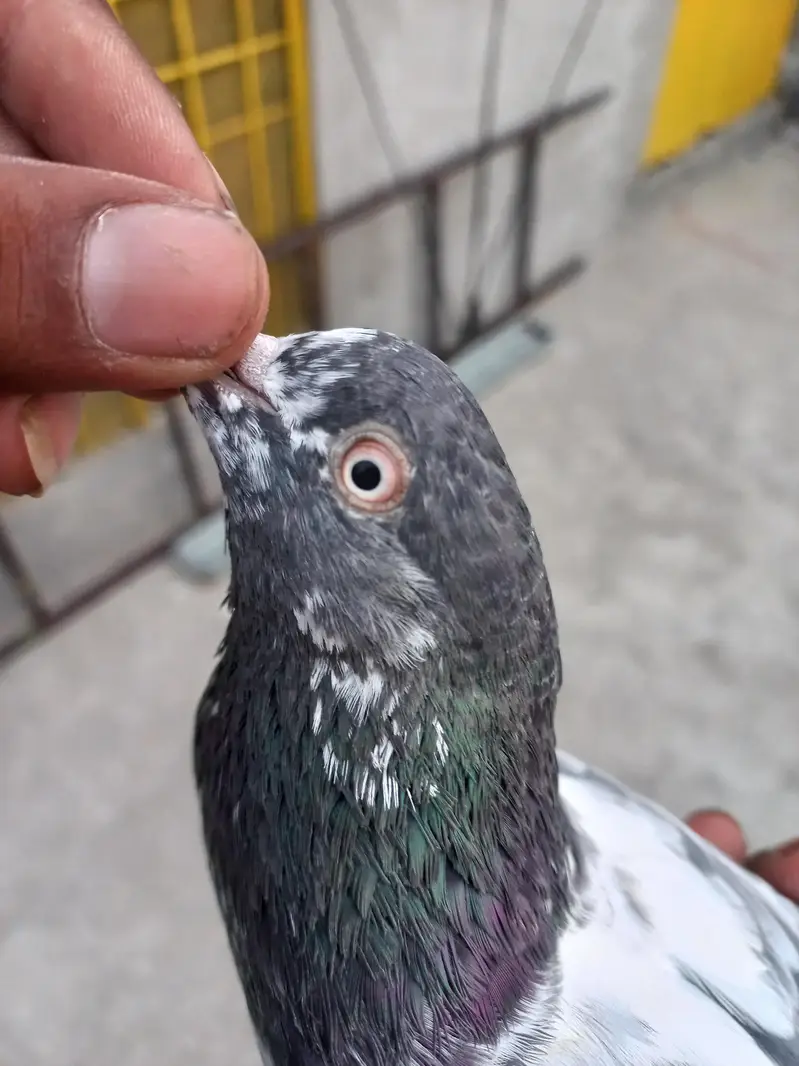 selling pigeons