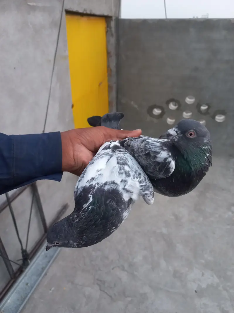 selling pigeons — photo 2