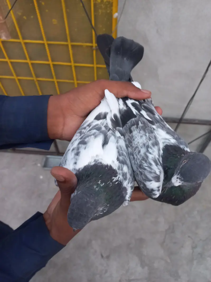selling pigeons — photo 3