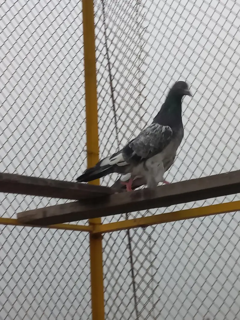 selling pigeons — photo 4