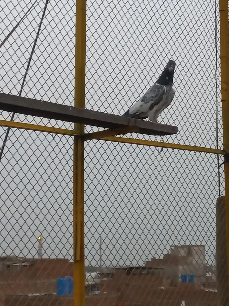 selling pigeons — photo 5
