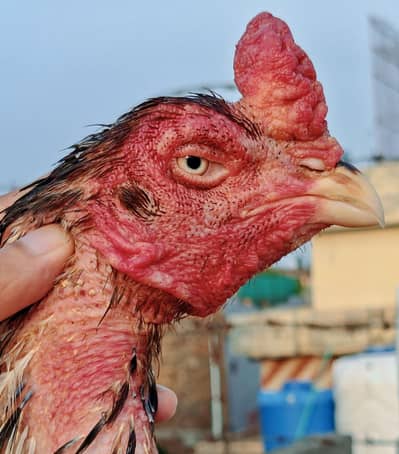 High quality old blood amroha Mianwali lasani Heera Aseel hen breeder