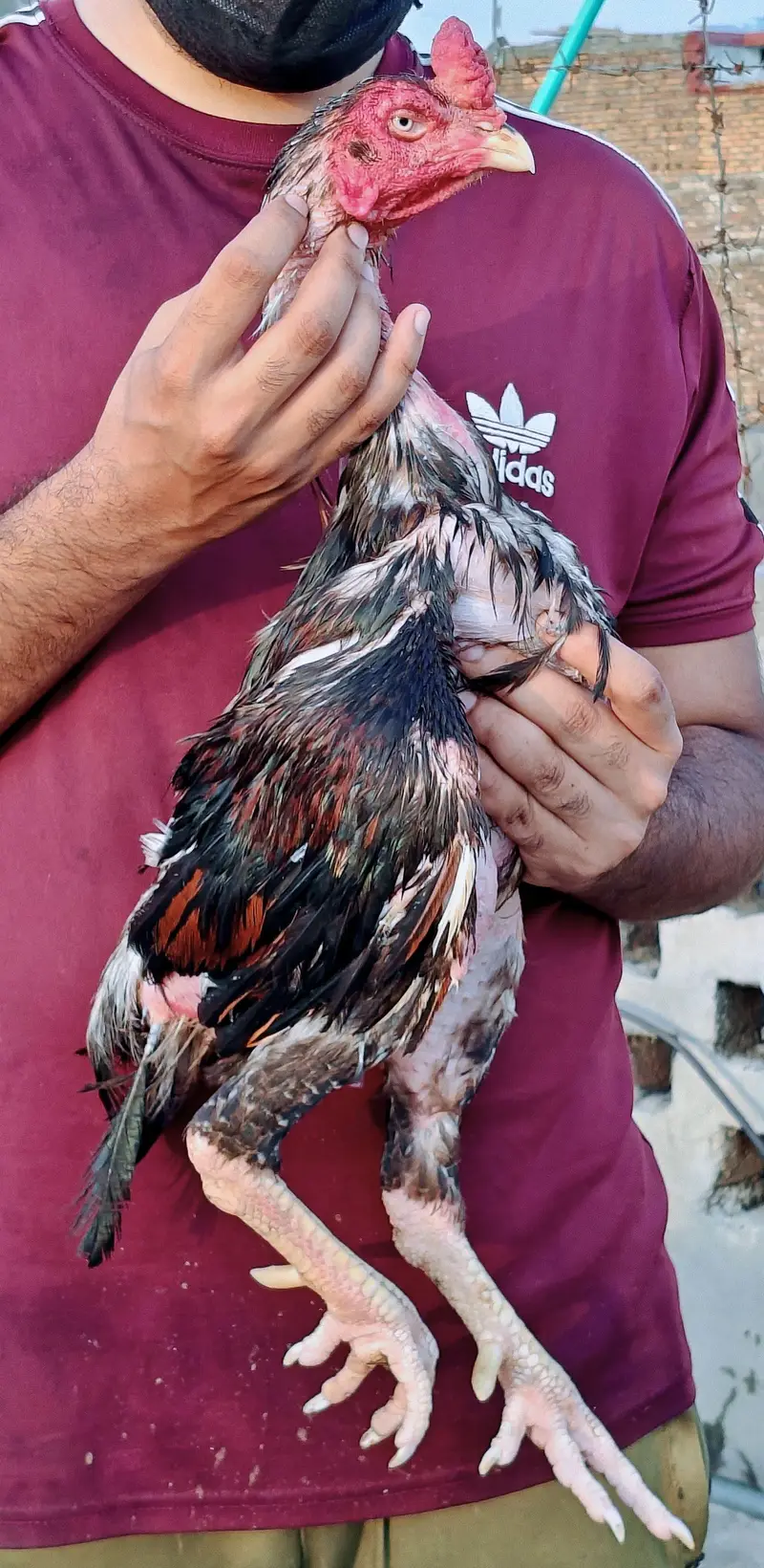 High quality old blood amroha Mianwali lasani Heera Aseel hen breeder — photo 3