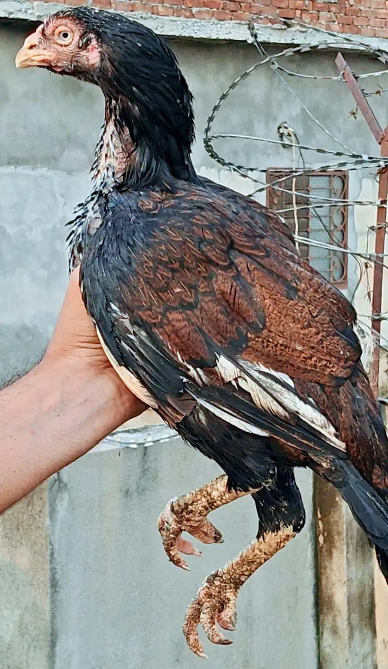 High quality old blood amroha Mianwali lasani Heera Aseel hen breeder — photo 5