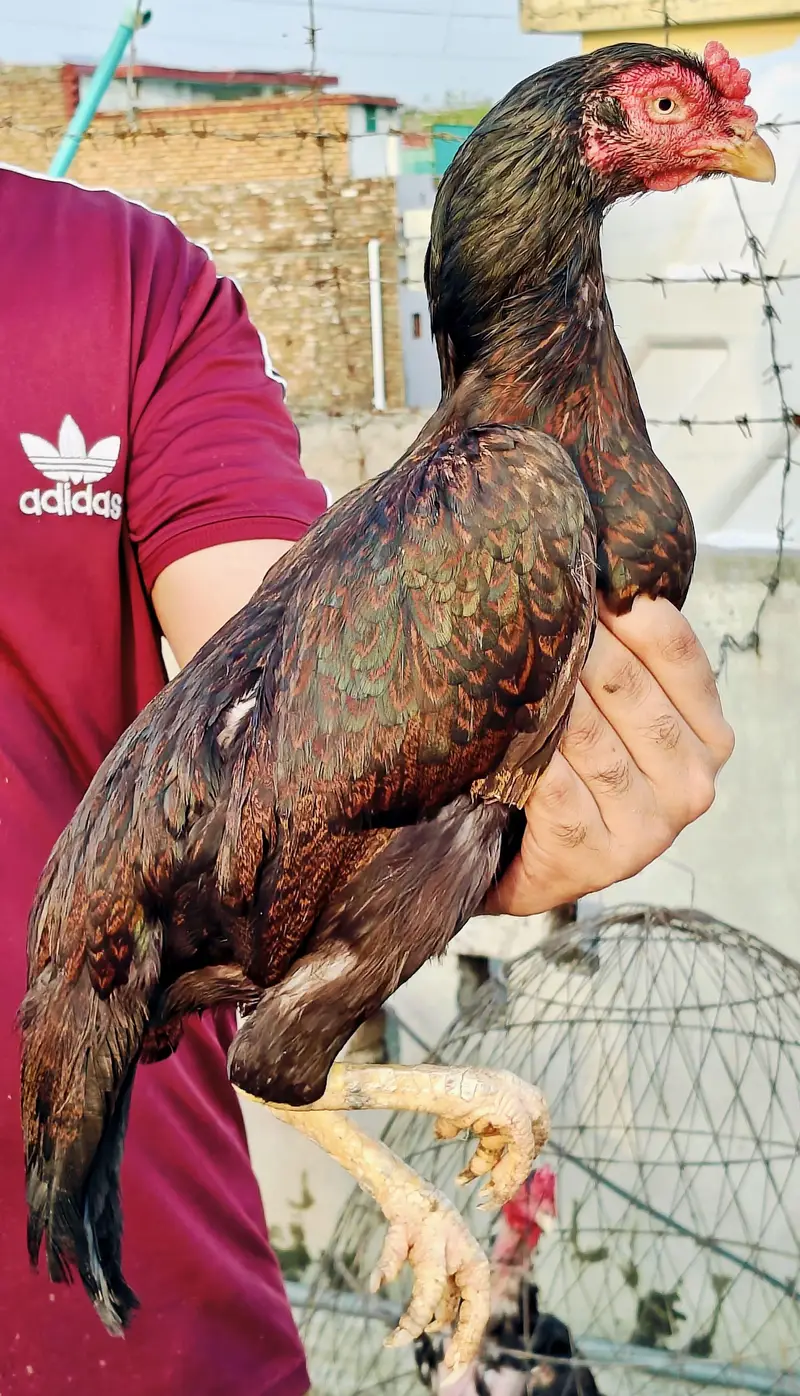 High quality old blood amroha Mianwali lasani Heera Aseel hen breeder — photo 6