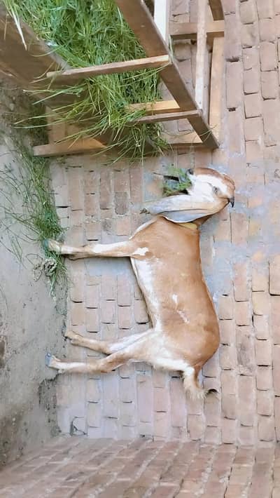 bakri
