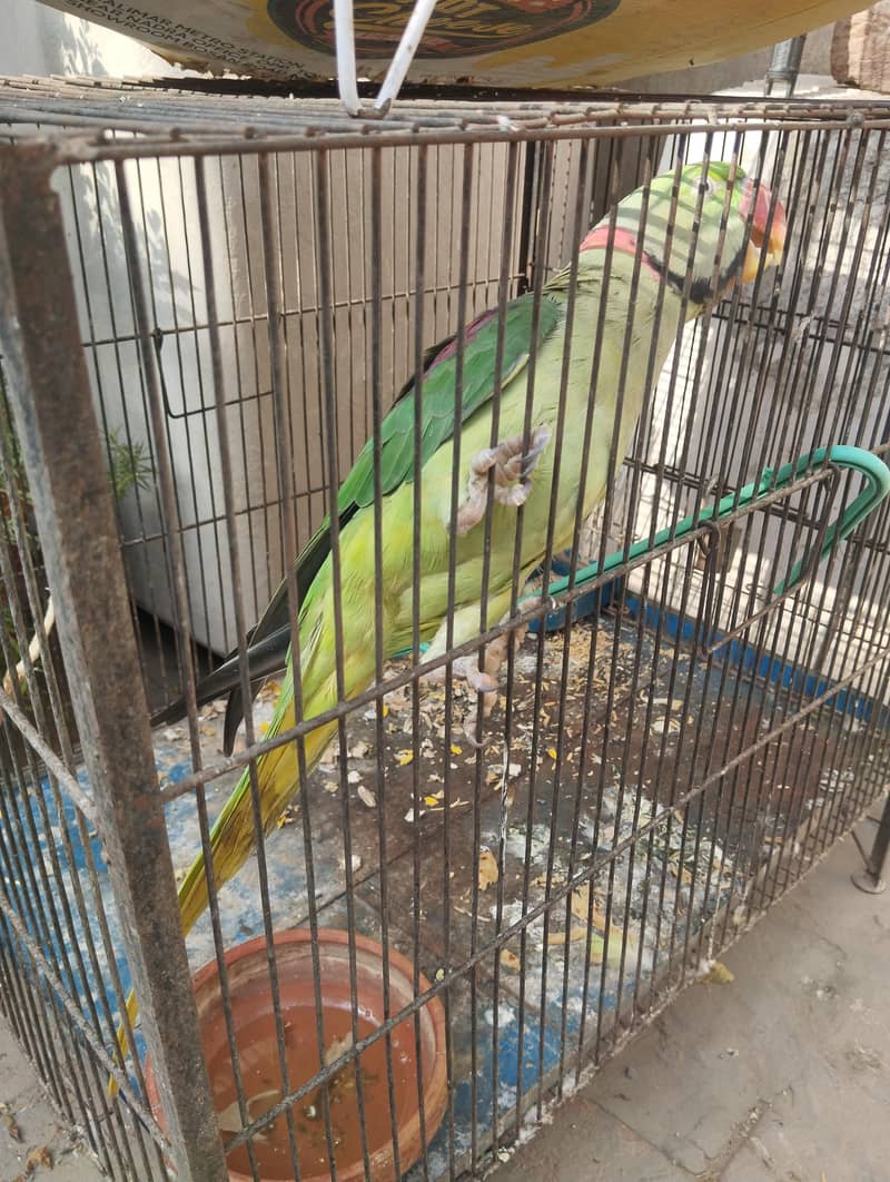 For Breeding 1