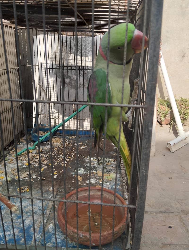For Breeding 2