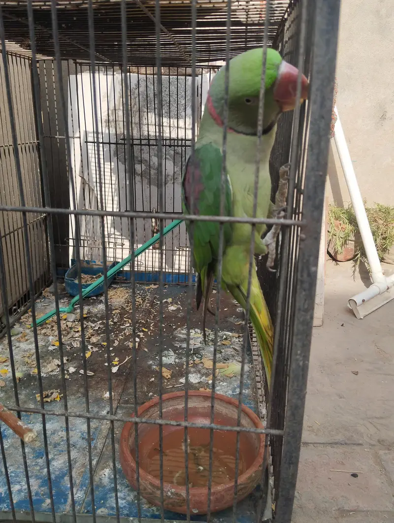 For Breeding — photo 3