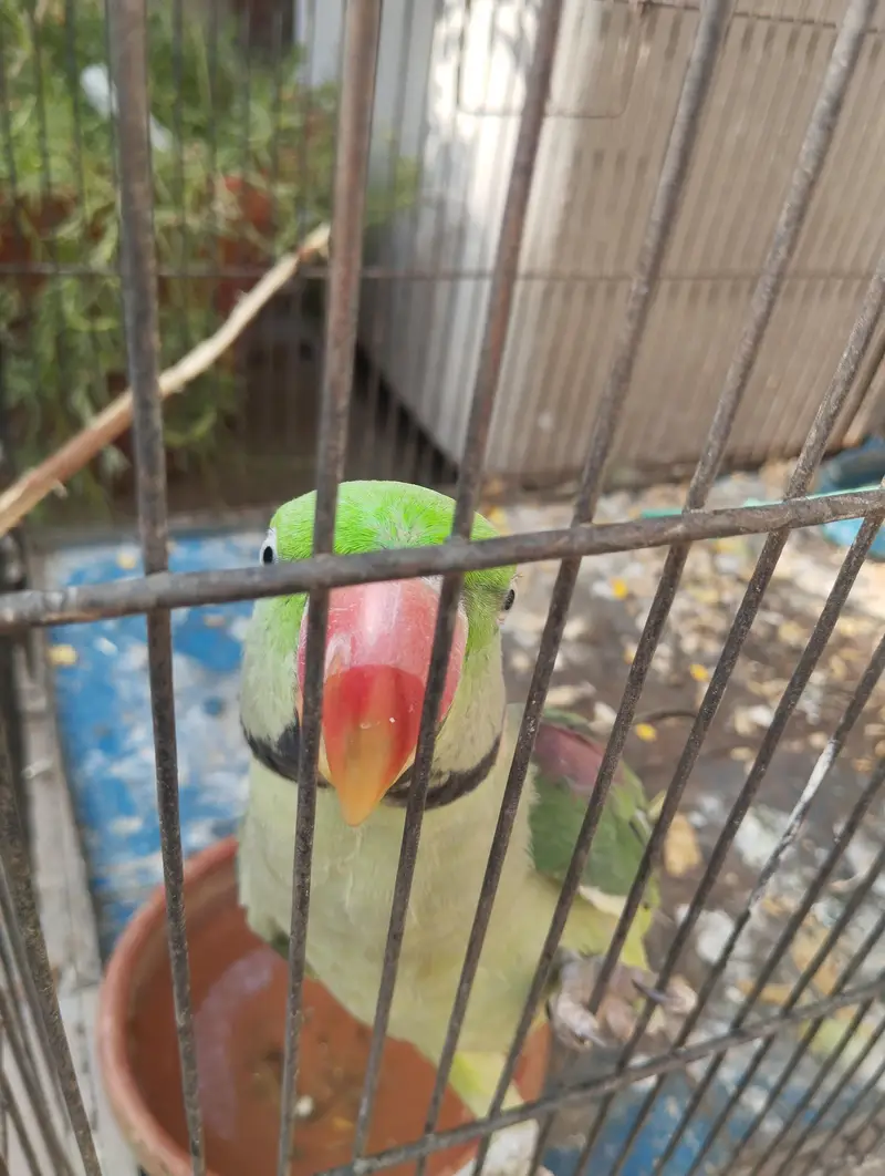 For Breeding — photo 4
