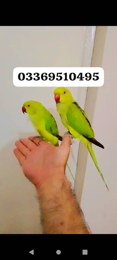 Single 5500 pair 11000 Green ringneck parrot Handtame