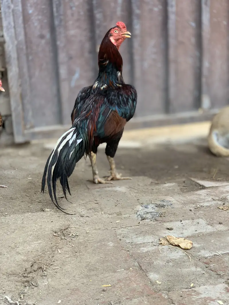 Mianwali Amroha (10 Hazar) — photo 3