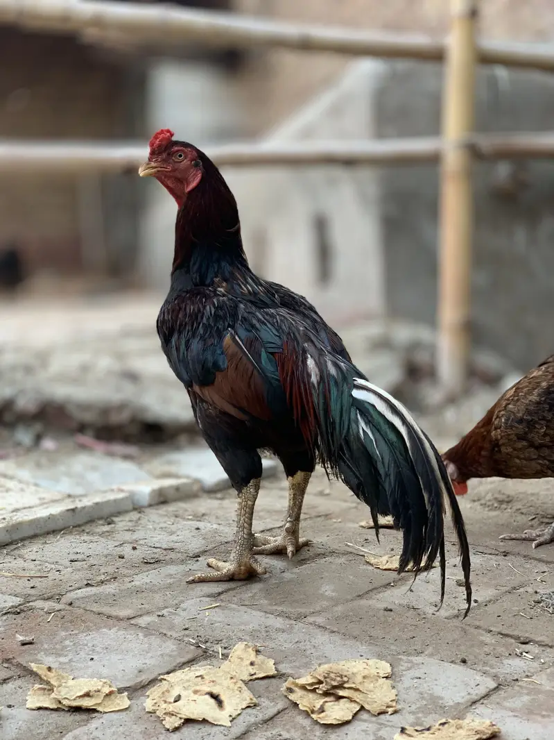 Mianwali Amroha (10 Hazar) — photo 5