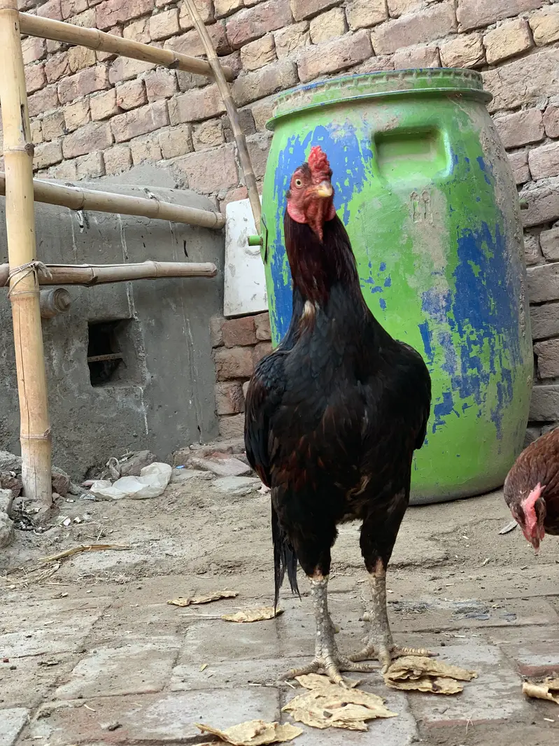 Mianwali Amroha (10 Hazar) — photo 6