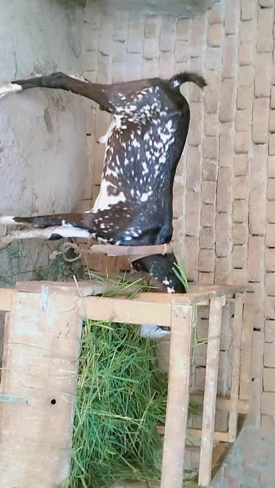 bakri