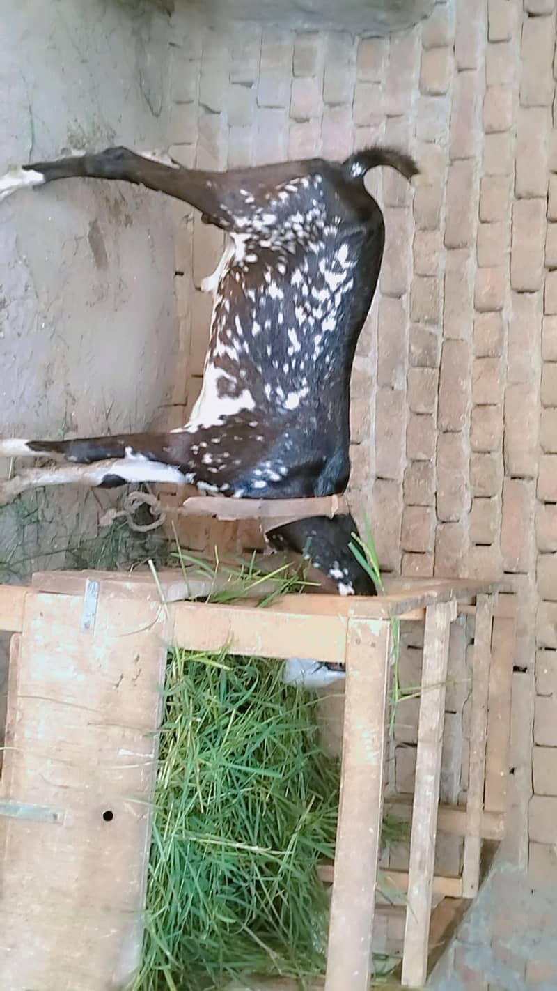 bakri 0