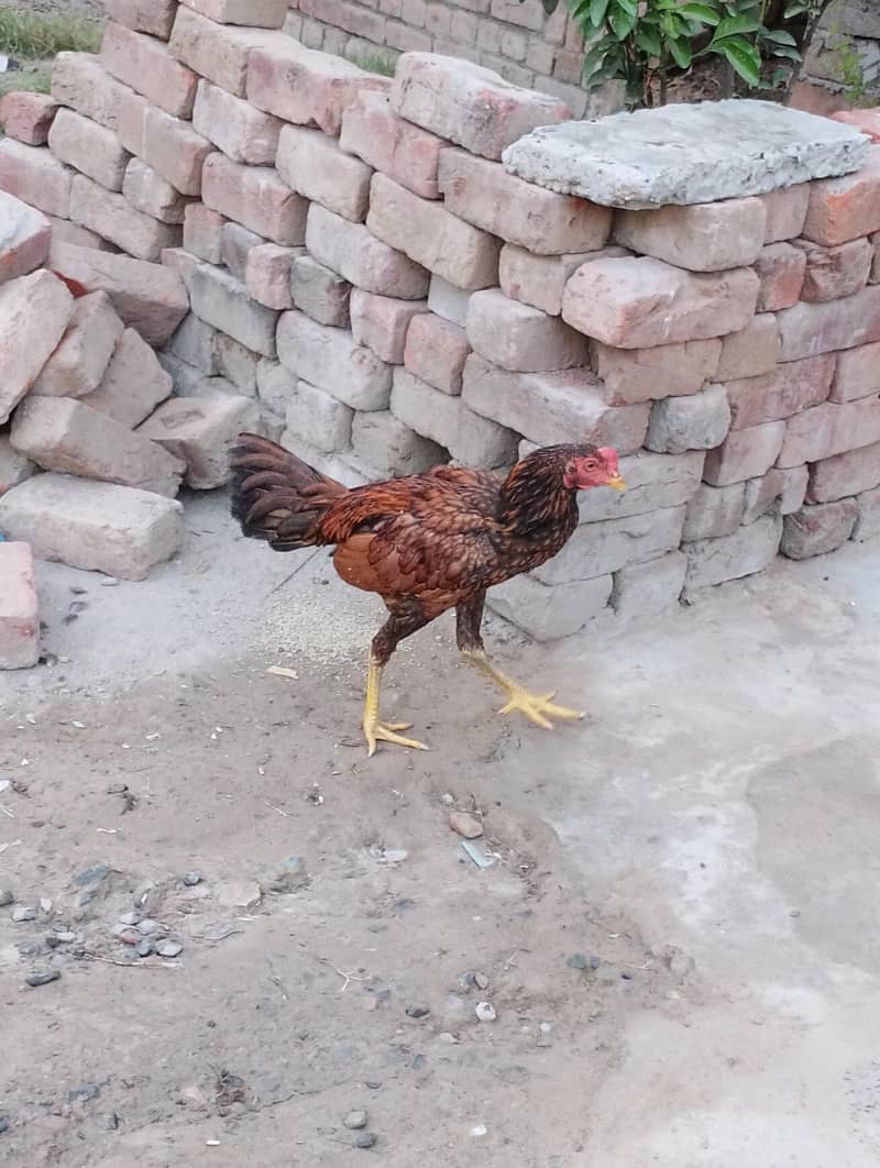Aseel patha murgha 3