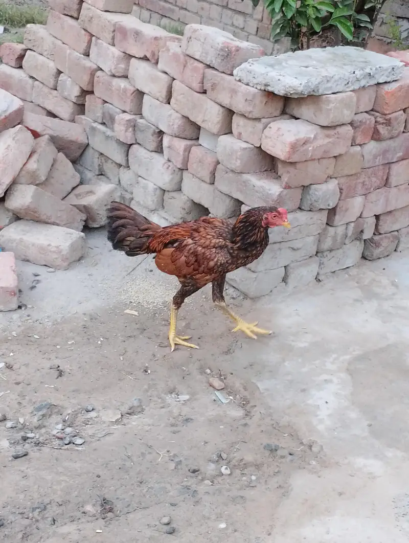 Aseel patha murgha — photo 4