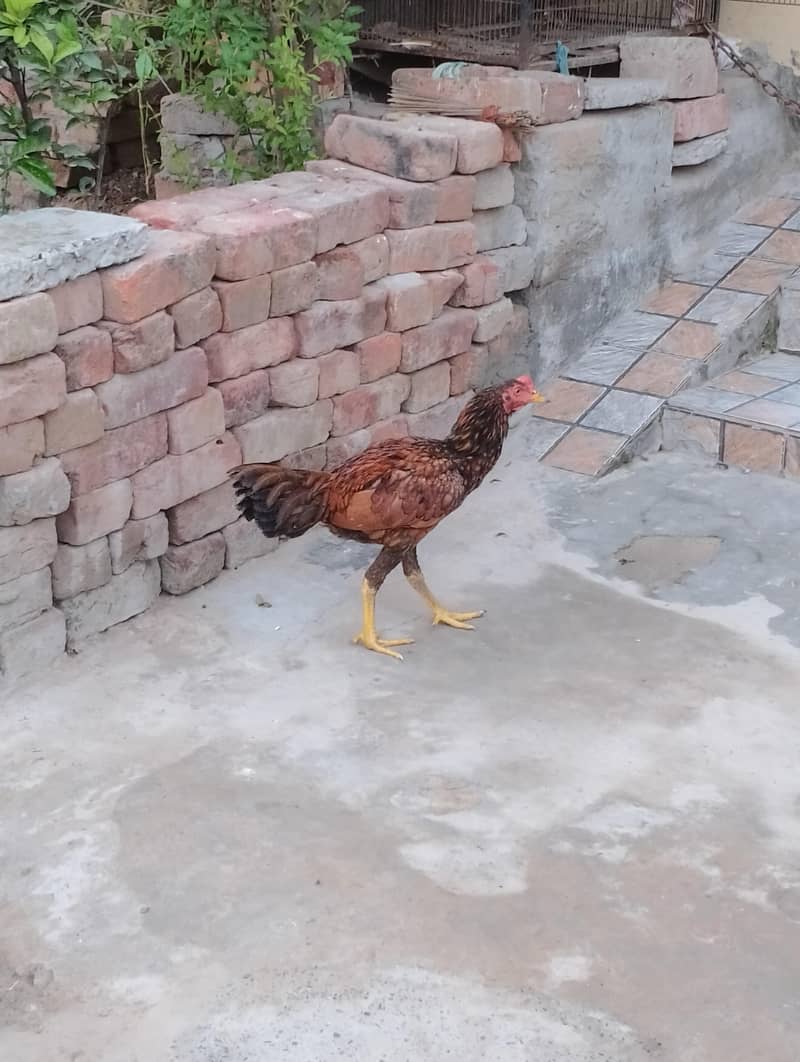 Aseel patha murgha 4