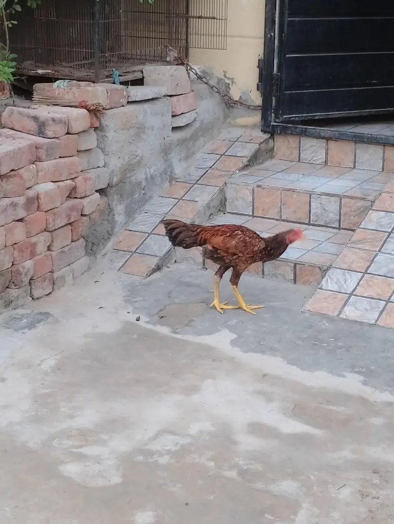 Aseel patha murgha — photo 6