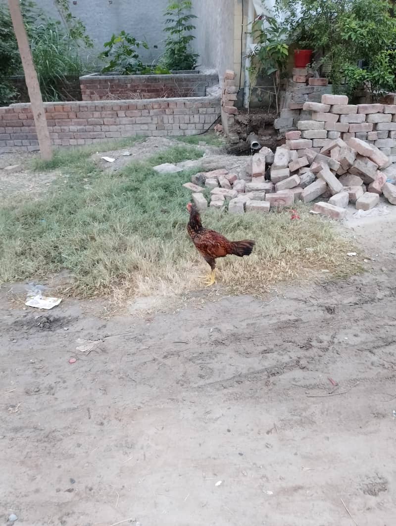 Aseel patha murgha 6