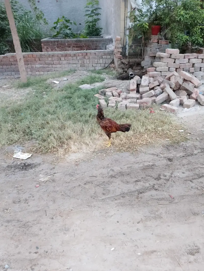 Aseel patha murgha — photo 7