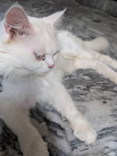 Beautiful Persian Cats & Kittens | Triple Coat | Blue Eyes