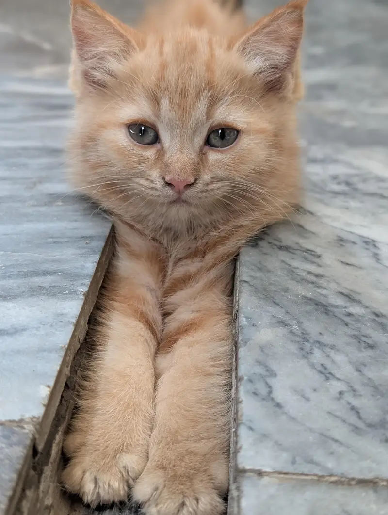 Beautiful Persian Cats & Kittens | Triple Coat | Blue Eyes — photo 2