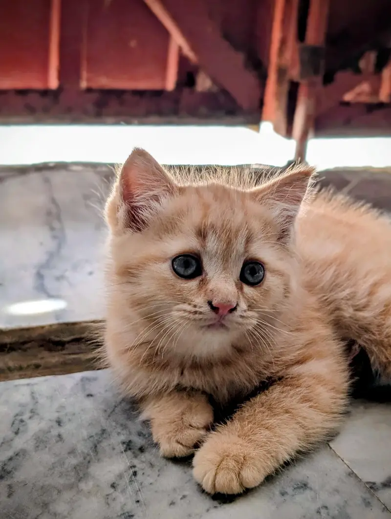 Beautiful Persian Cats & Kittens | Triple Coat | Blue Eyes — photo 3