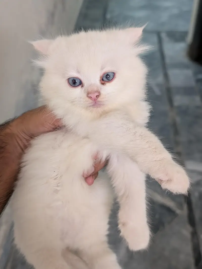 Beautiful Persian Cats & Kittens | Triple Coat | Blue Eyes — photo 4