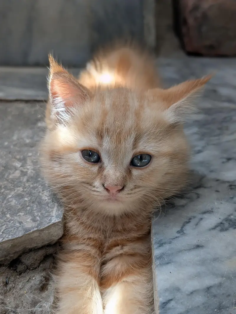 Beautiful Persian Cats & Kittens | Triple Coat | Blue Eyes — photo 5