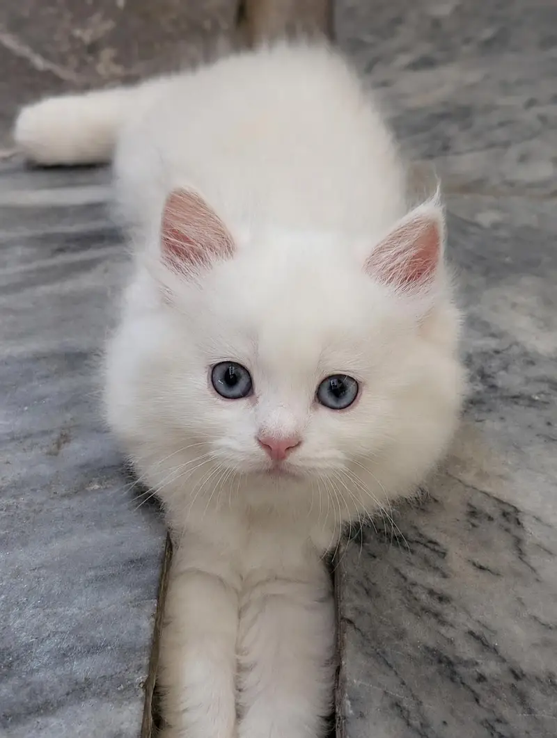 Beautiful Persian Cats & Kittens | Triple Coat | Blue Eyes — photo 6