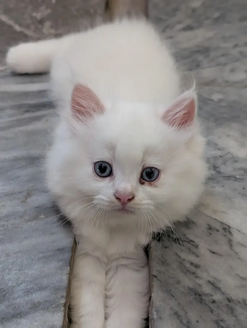 Beautiful Persian Cats & Kittens | Triple Coat | Blue Eyes — photo 7