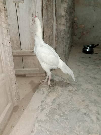 Asali white hasil