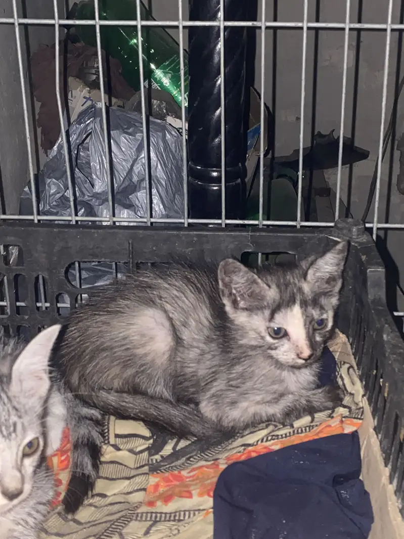 Cute Grey Tabby Kitten for Sale – 2 Months