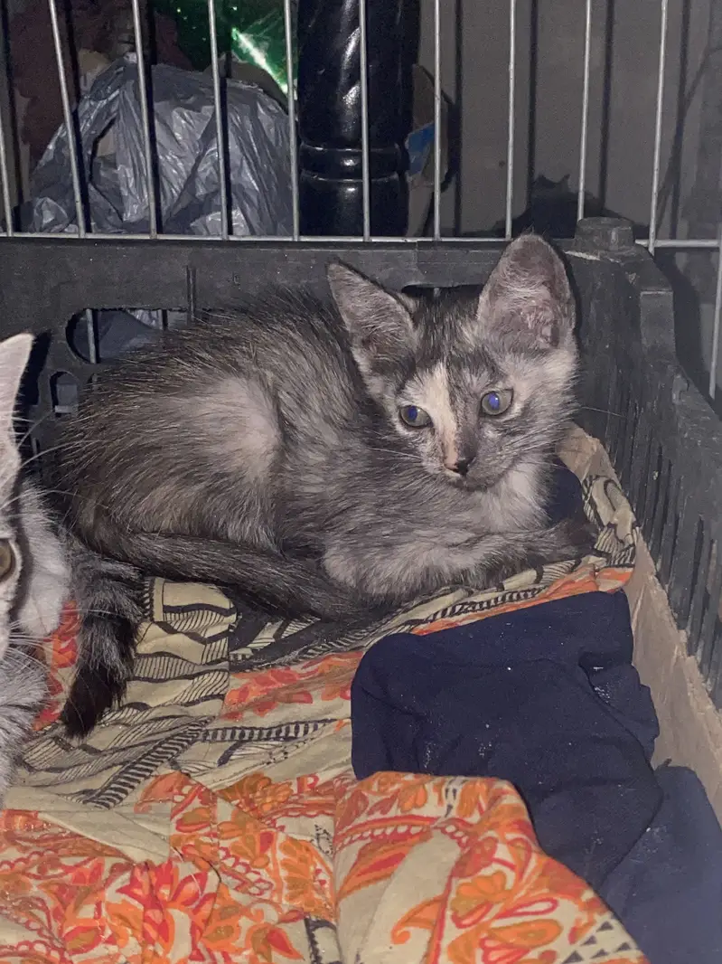 Cute Grey Tabby Kitten for Sale – 2 Months — photo 2