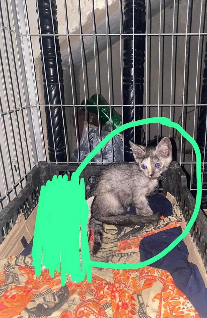 Cute Grey Tabby Kitten for Sale – 2 Months — photo 3