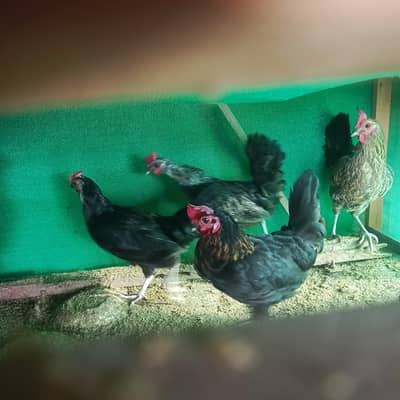01 silkie male aur 04 Desi egg laying (Golden Misri) hens for sale