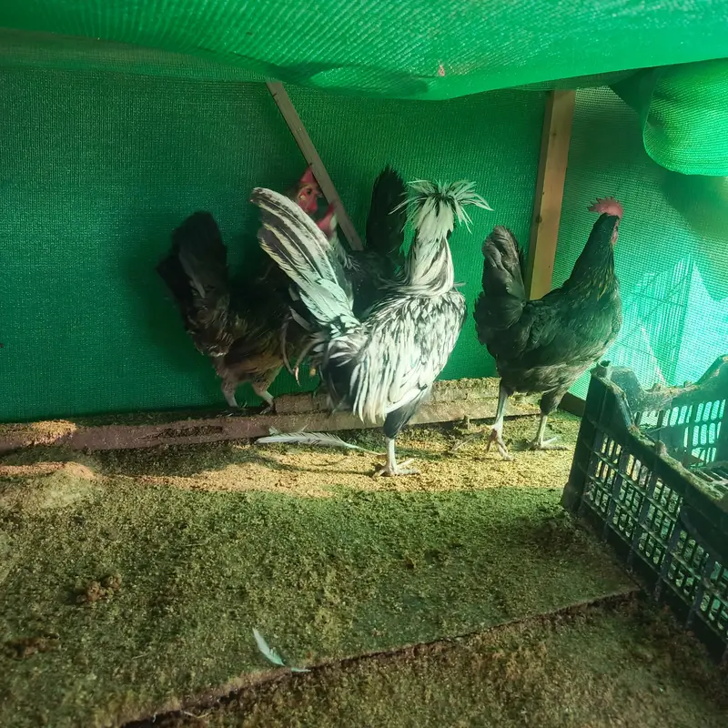01 silkie male aur 04 Desi egg laying (Golden Misri) hens for sale — photo 2
