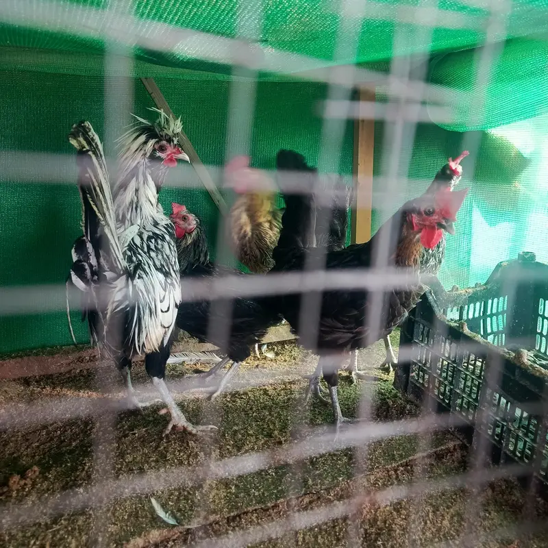 01 silkie male aur 04 Desi egg laying (Golden Misri) hens for sale — photo 3