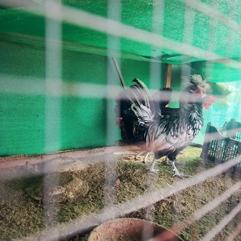 01 silkie male aur 04 Desi egg laying (Golden Misri) hens for sale — photo 4