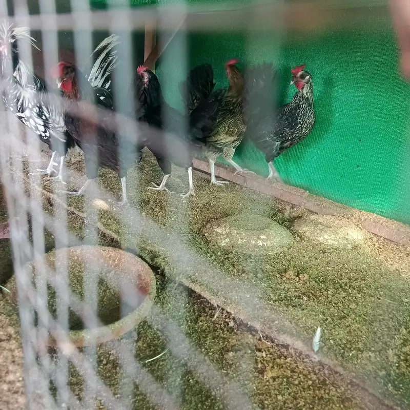 01 silkie male aur 04 Desi egg laying (Golden Misri) hens for sale — photo 5