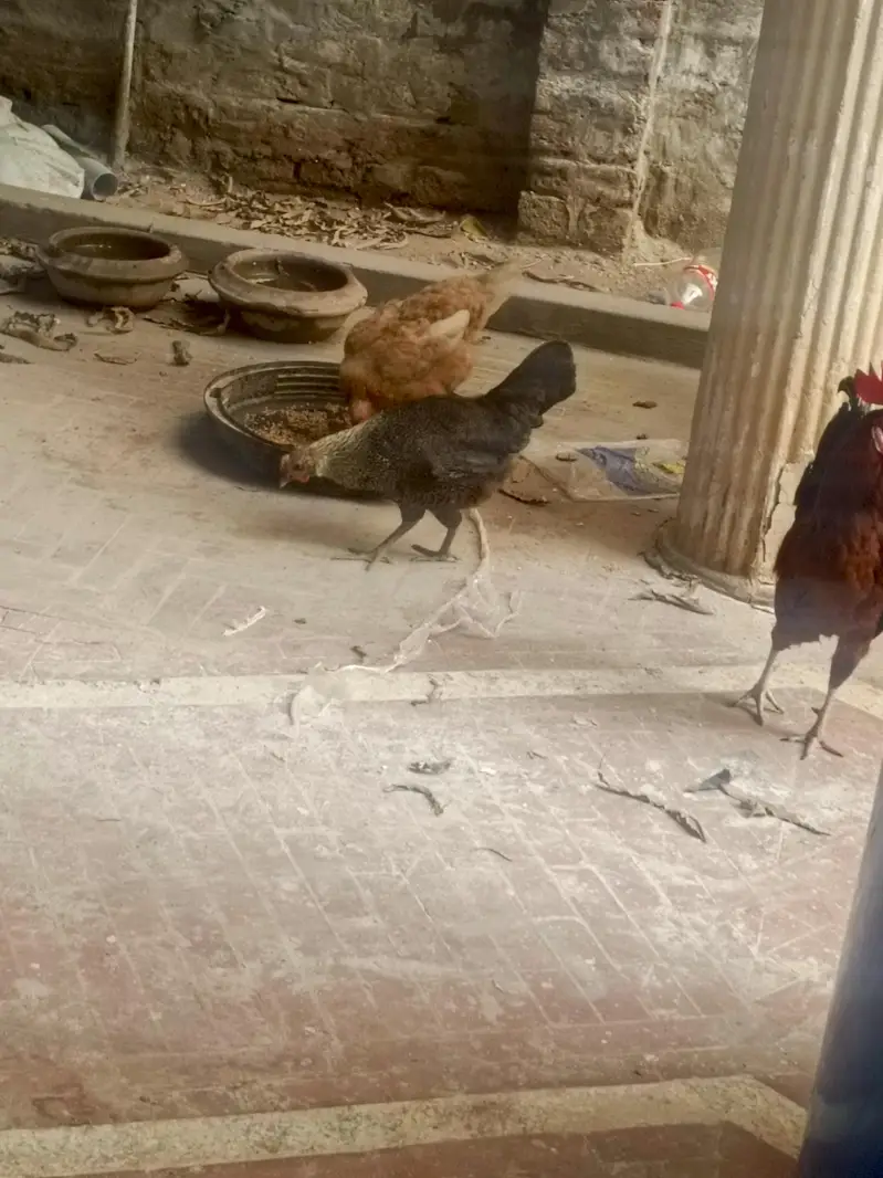 set ha pura anday day rahay ha — photo 3