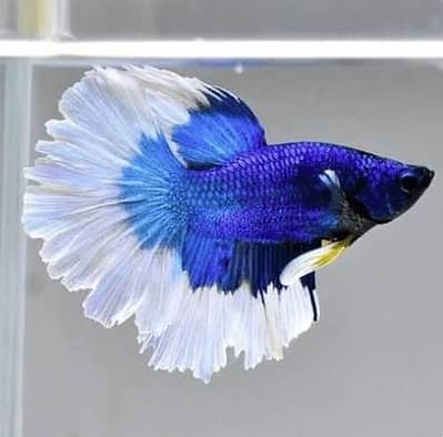 Fish and fish aquarium market sy munseeb price