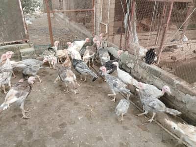 turkey pathy pathian available