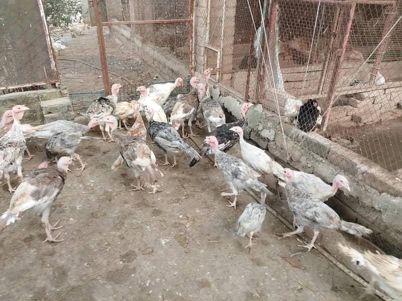 turkey pathy pathian available 0